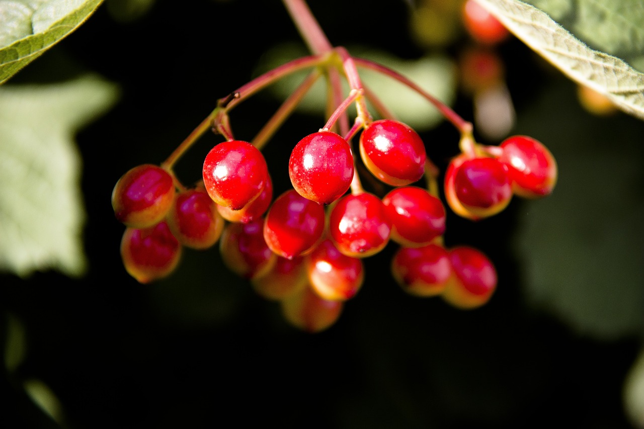 紅蟻白酒 第25頁