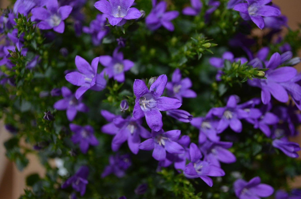 燕郊四季花都最新動(dòng)態(tài)，城市未來之花綻放，花朵與都市共成長(zhǎng)