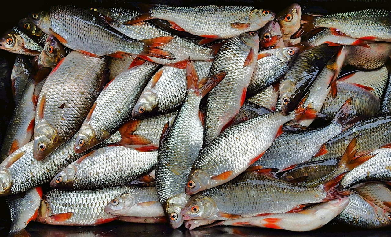 浦魚達(dá)人最新版本下載，全新功能與特色體驗(yàn)